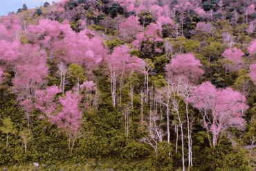 Mai anh đào phủ hồng Đà Lạt những ngày đầu năm 2021