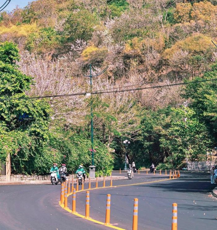 địa điểm ngắm hoa đỗ mai ở Vũng Tàu Long Hải