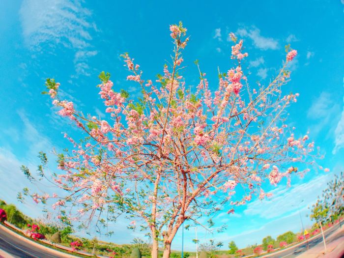 địa điểm ngắm hoa đỗ mai ở Vũng Tàu 