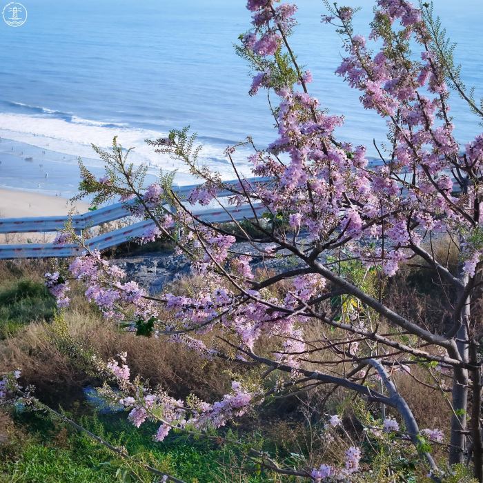 địa điểm ngắm hoa đỗ mai ở Vũng Tàu thời gian check-in