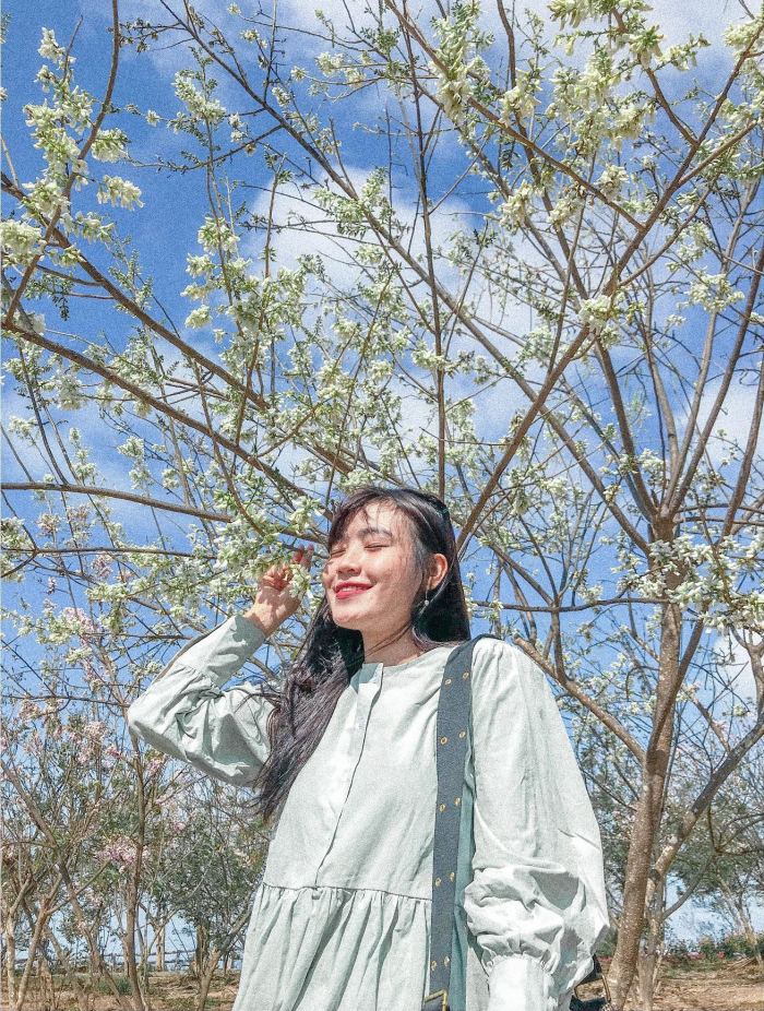 địa điểm ngắm hoa đỗ mai ở Vũng Tàu Hồ Mây