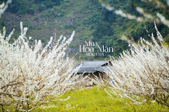 các mùa hoa ở Mộc Châu - Bản Pa Phách vào mùa mận nở