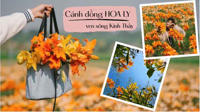 cánh đồng hoa ly sông Kinh Thầy Hải Phòng giữa bãi bồi