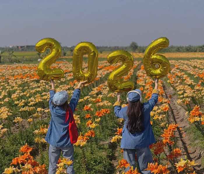 cánh đồng hoa ly sông Kinh Thầy Hải Phòng - Cánh đồng hoa ly có vị trí khá thuận lợi 