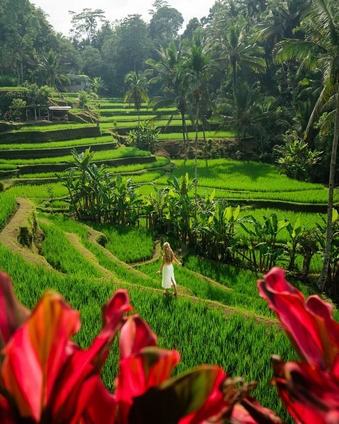 cánh đồng lúa Juwuk Manis là điểm du lịch nổi tiếng tại Ubud