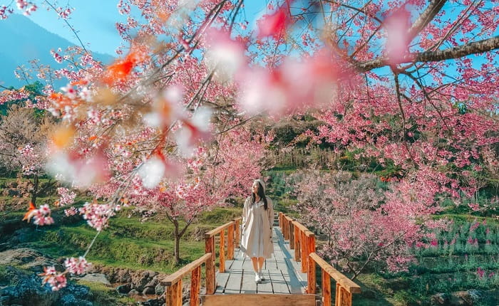 điểm ngắm hoa anh đào ở Thái Lan