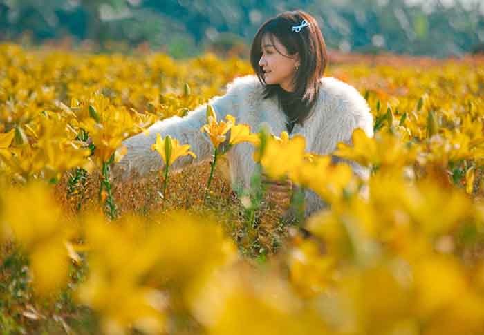 Check-in cánh đồng hoa ly sông Kinh Thầy Hải Phòng