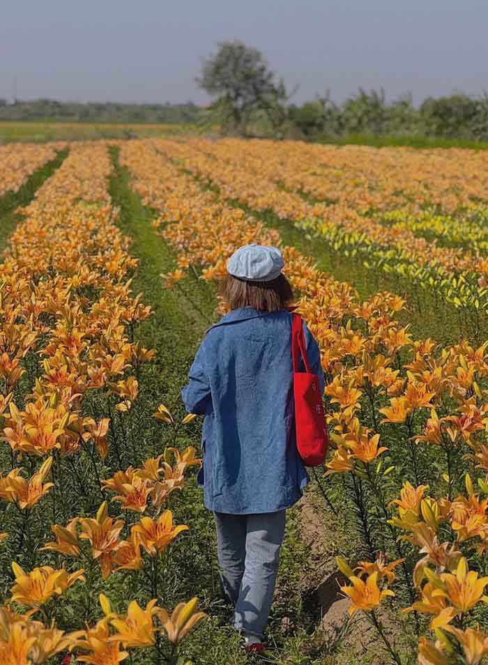 cánh đồng hoa ly sông Kinh Thầy Hải Phòng rực rỡ sắc màu 