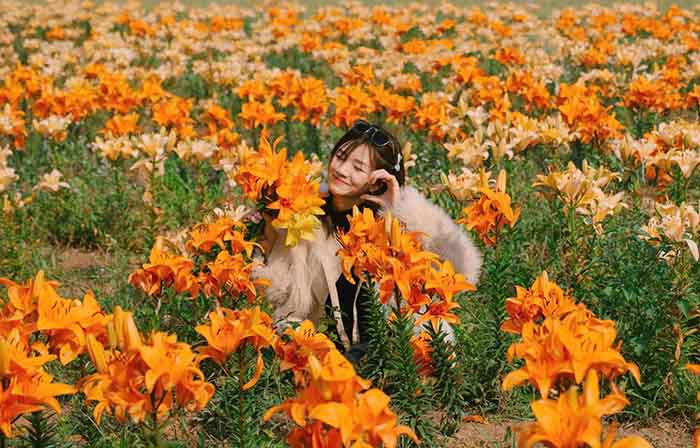 cánh đồng hoa ly sông Kinh Thầy Hải Phòng có không gian thoáng đãng