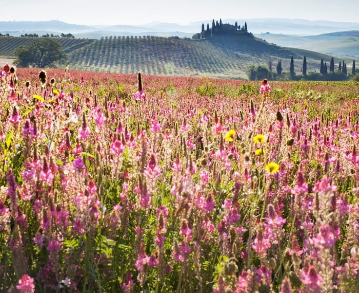 Tuscany là lễ hội mùa xuân ở Ý nên trải nghiệm