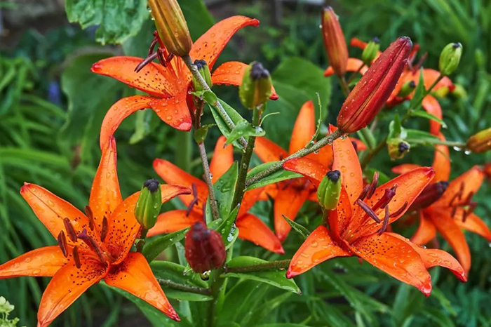 Hoa ly sông Kinh Thầy Hải Phòng