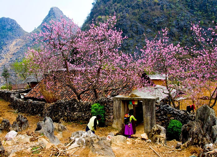 các mùa hoa ở Mộc Châu - Màu hồng xinh xắn