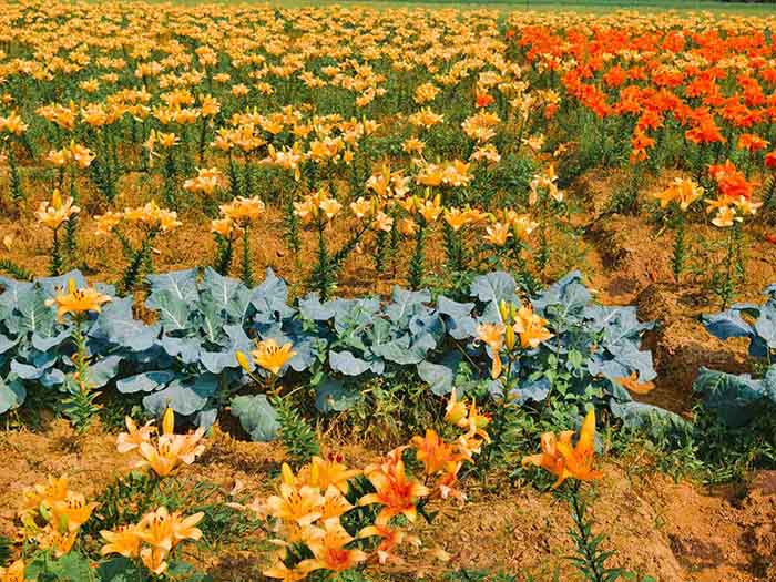 Muôn hoa khoe sắc tại cánh đồng hoa ly sông Kinh Thầy Hải Phòng