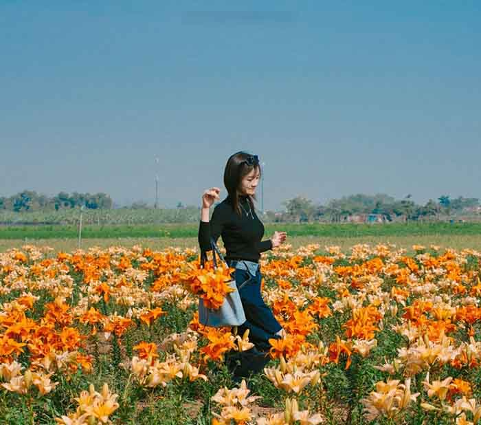 Thời điểm đến cánh đồng hoa ly sông Kinh Thầy Hải Phòng