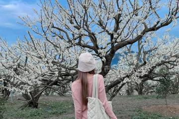 Say quên lối về với các mùa hoa ở Mộc Châu khoe sắc quanh năm