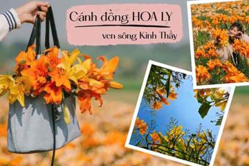 Check-in cánh đồng hoa ly sông Kinh Thầy: Tọa độ sống ảo cực hot tại Hải Phòng