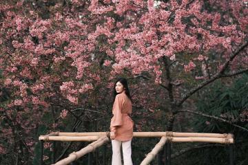 Top 5+ tọa độ sở hữu mùa hoa anh đào ở Chiang Mai đẹp nhất hiện nay