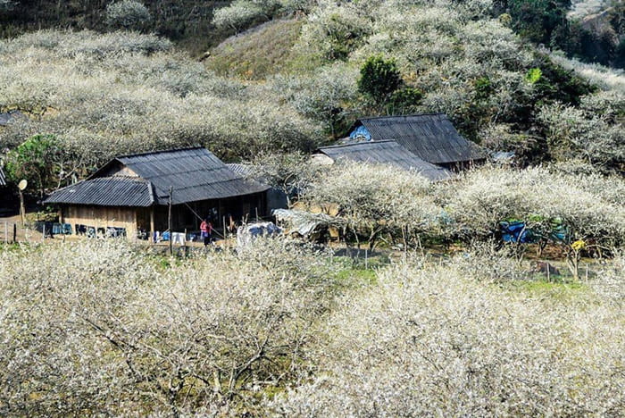 các mùa hoa ở Mộc Châu - Thung lũng Nà Ka 