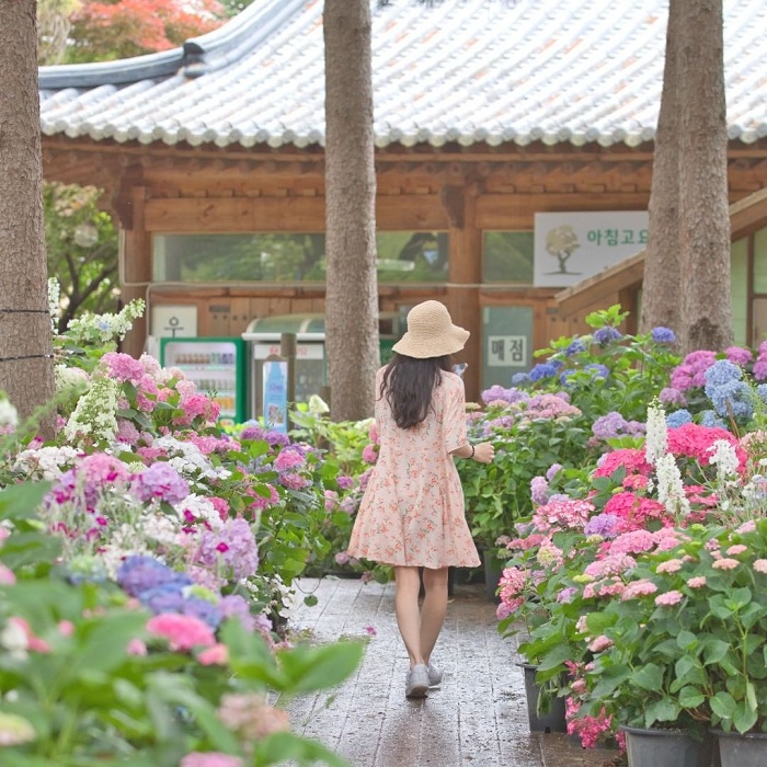 du lịch Hàn Quốc mùa đông - Khu vườn The Garden of Morning Calm 