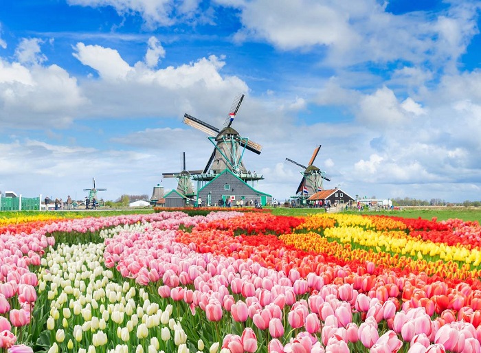 Kinh nghiệm du lịch Hà Lan mùa xuân nên tham quan Zaanse schans xinh đẹp