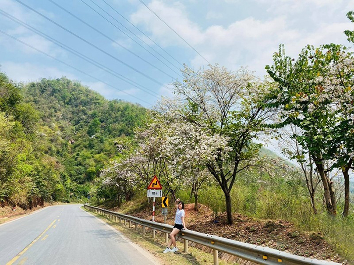 Du lịch Mộc Châu tháng 3 có gì đặc sắc - Cao nguyên Mộc Châu có nhiều cây ban già