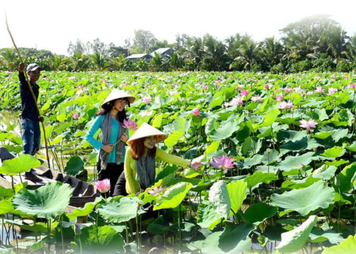 Chèo xuồng hái sen tại Khu du lịch Đồng Sen Tháp Mười