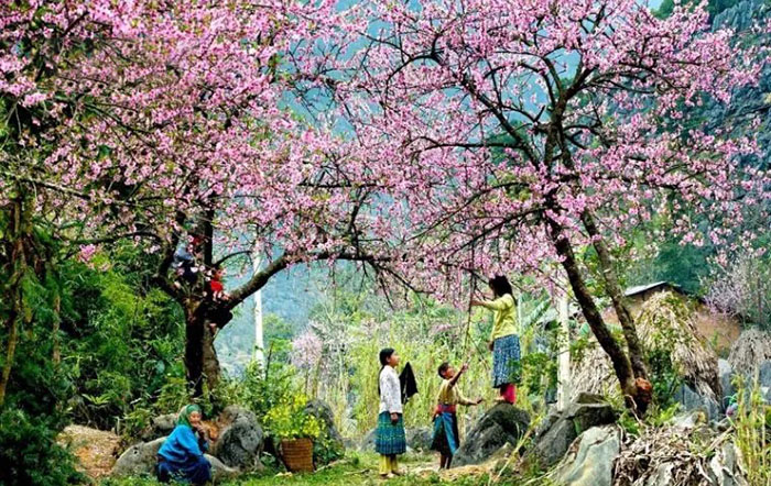 địa điểm ngắm hoa mai anh đào ở Mộc Châu  - Chùa Tân Cương