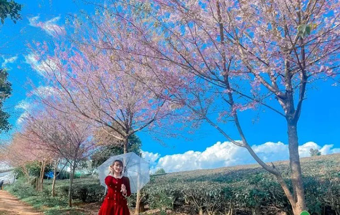 địa điểm ngắm hoa mai anh đào ở Mộc Châu  - Đồi chè Làng chè 69
