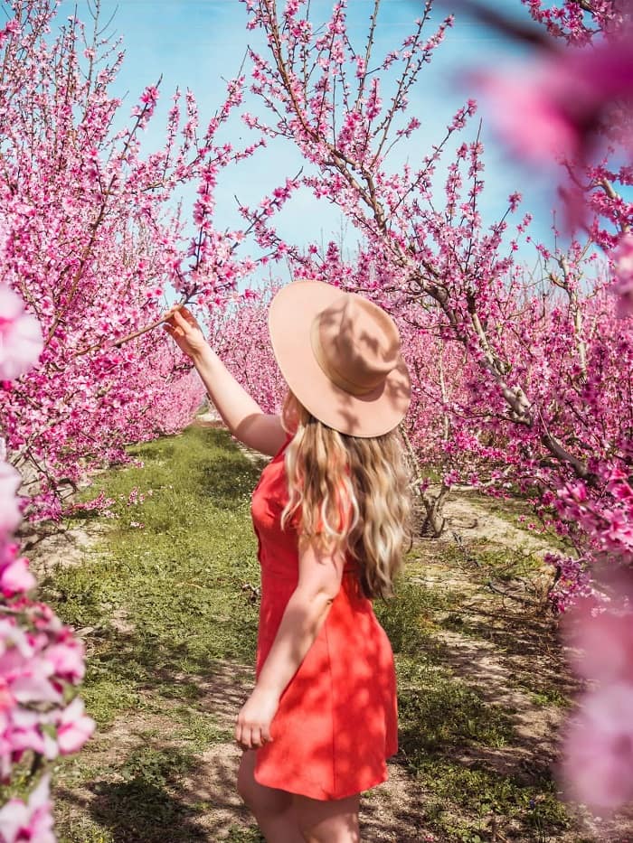 Du lịch Tây Ban Nha mùa xuân nên đi Lễ hội hoa anh đào