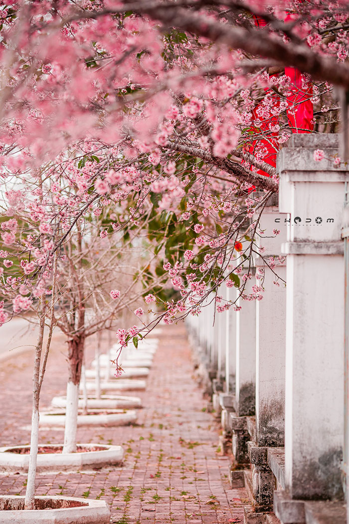địa điểm ngắm hoa mai anh đào ở Mộc Châu  - Hoa bung nở dọc khắp mọi nẻo đường