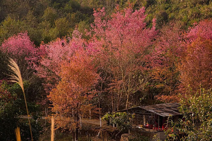 địa điểm ngắm hoa mai anh đào ở Mộc Châu  - Hoa mai anh đào khoe sắc 