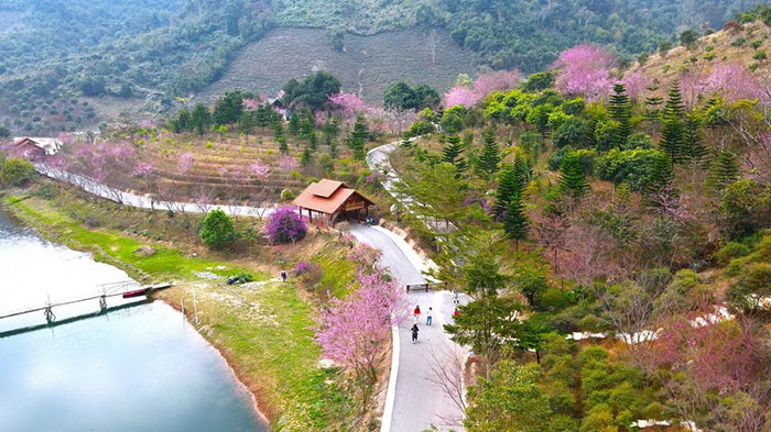 địa điểm ngắm hoa mai anh đào ở Mộc Châu  - Mấy đồi mai anh đào đang nở rực rỡ 