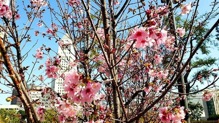 Công viên lớn Gloria Molina là điểm ngắm hoa anh đào ở Los Angeles