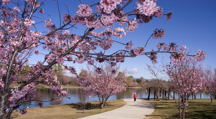 Hồ Balboa là điểm ngắm hoa anh đào ở Los Angeles