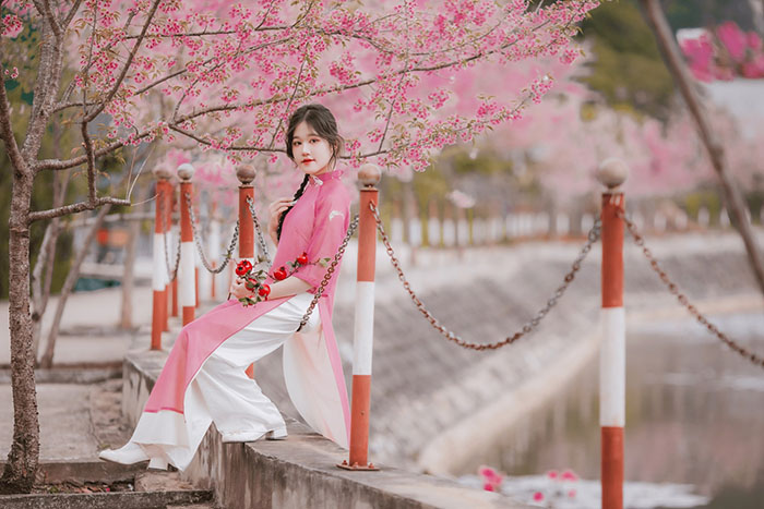 địa điểm ngắm hoa mai anh đào ở Mộc Châu  - Những bức hình du xuân tuyệt đẹp 
