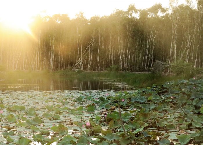 Khám phá rừng tràm tại Khu du lịch Đồng Sen Tháp Mười