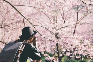 Ghé ngay 5+ điểm ngắm hoa anh đào ở Los Angeles để có bộ ảnh 'triệu like'