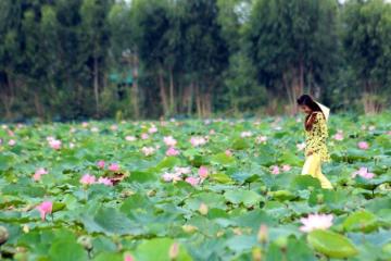 Review Khu du lịch Đồng Sen Tháp Mười có gì mà khiến dân tình mê mẩn?