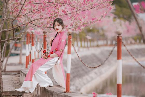 Bật mí những địa điểm ngắm hoa mai anh đào Mộc Châu đẹp mê ly