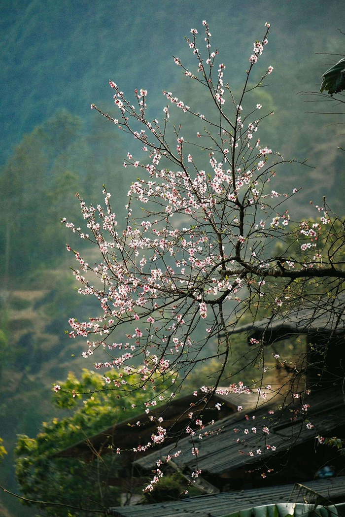 Kinh nghiệm du lịch Hà Giang dịp Tết - Xuân về trên cao nguyên đá