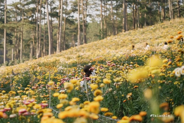 Đẹp ngút ngàn đồi hoa bất tử Đà Lạt