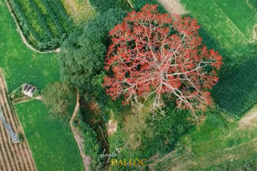 [Cập nhật] Mùa hoa gạo nở đỏ rực vùng quê Đại Lộc, Quảng Nam Đà Nẵng