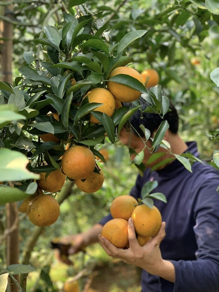 du lịch Hòa Bình tháng 3 - Cam quýt Cao Phong