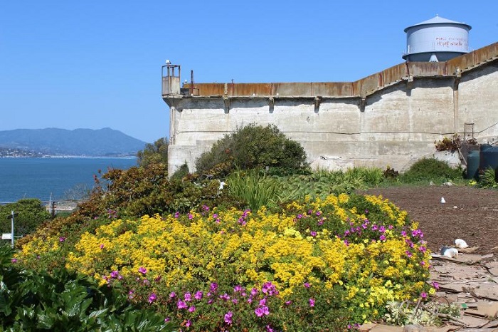 Tham quan khu vườn là trải nghiệm không thể bỏ qua khi đến đảo Alcatraz Mỹ 