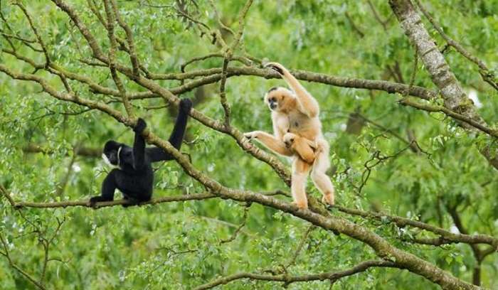 Các khu du lịch sinh thái ở Nghệ An - Pù Mát