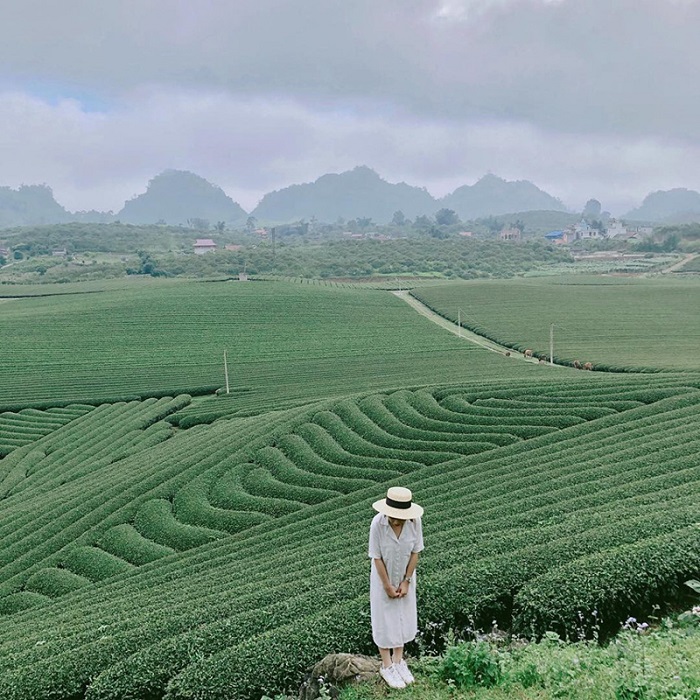 Các khu du lịch sinh thái ở Nghệ An - đồi chè Thanh Chương