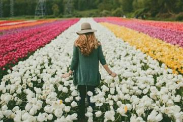 Ngắm nhìn vườn hoa Keukenhof rực rỡ khoe sắc năm 2020
