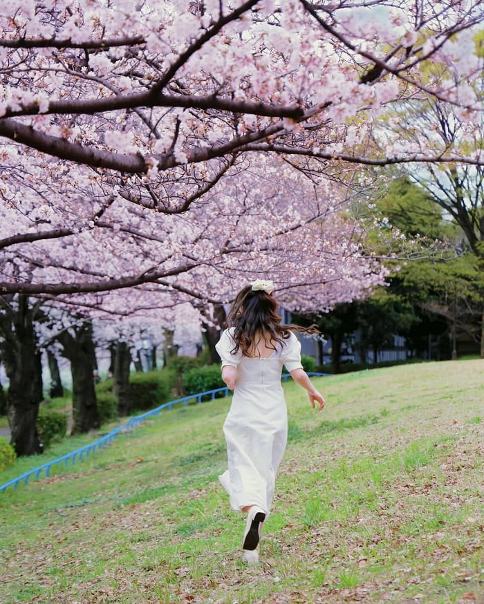 Vẻ đẹp công viên Arakogawa Nhật Bản 