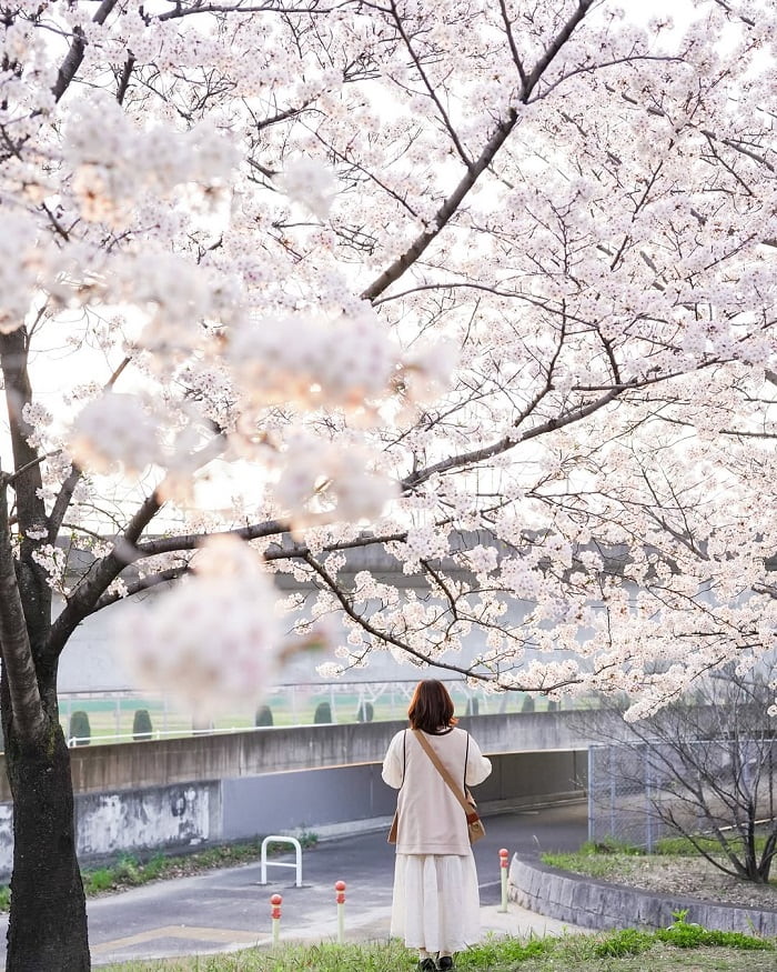 Vẻ đẹp công viên Arakogawa Nhật Bản 