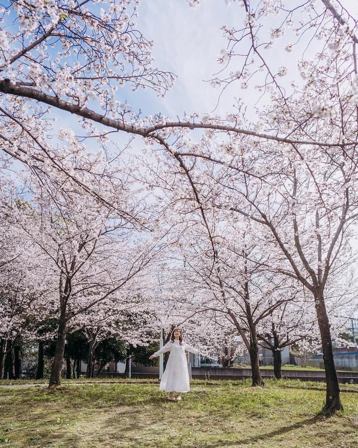 Picnic dưới tán hoa anh đào là hoạt động không thể bỏ qua ở công viên Arakogawa